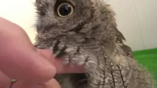 Screech Owl having a bath and then being dried.  / フクロウのクウちゃん、水浴びから乾燥まで