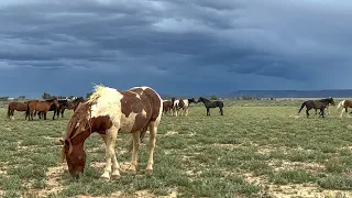 Storm Clouds and Wild Horses at McCullough Peaks in Wyoming by Karen King