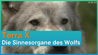 Terra X: Die Sinne des Wolfs