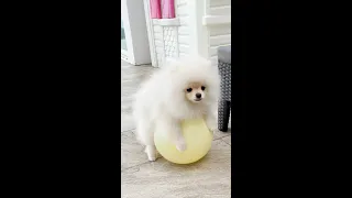 Tik Tok Chó Phốc Sóc Mini 😍 Funny and cute Pomeranian puppy playing with balloon! 🐶 Pets Small