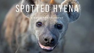 Spotted Hyena | South Africa | Kruger National Park🐕