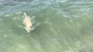 Labrador swimming in the Ocean to fetch his ball |Morning exercise #dog #labrador