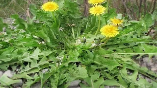 Ein einzelnes Blatt dieses Krautes, das sich in jedem Garten befindet kann Leben retten!