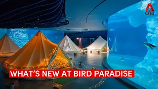 Singapore's Bird Paradise launches penguin glamping experience, new breeding centre