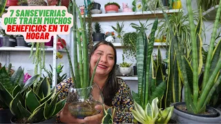 Tesoro en Tu Hogar, 7 Variedades de Sansevieria Que Debes Tener En Tu Hogar #plantas