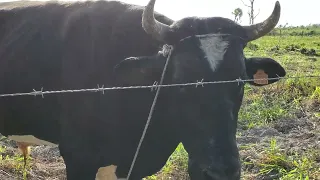 Angry Holstein Diary Bull at my Dairy Farm.