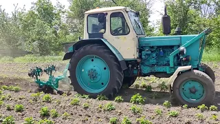 Підсипаємо Картоплю Агрометом разом із Трактором ЮМЗ