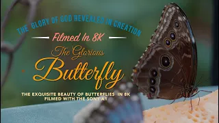 The Glorious Butterfly -Filmed in 8K with the Sony A1 ( SloMo in 4K 120 fps) Exquisite Beauty !