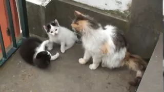 ADORABLE KITTENS AND THEIR MOTHER