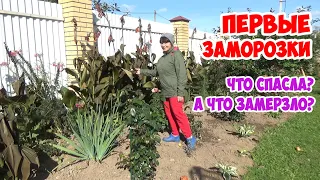 Первые ЗАМОРОЗКИ! Что наделал мороз и что с этим делать?