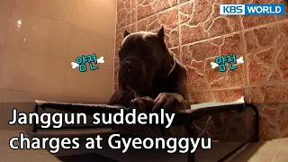 Janggun suddenly charges at Gyeonggyu (Dogs are incredible EP.119-3) | KBS WORLD TV 220426