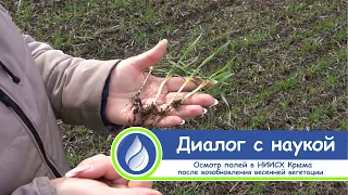 Диалог с наукой. Осмотр полей в НИИСХ Крыма после возобновления весенней вегетации.