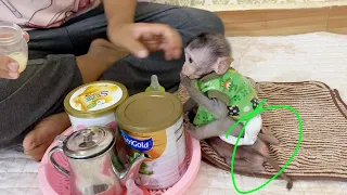 Baby Shiba Eagerly Want Drink Milk