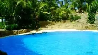 Dolphinarium Loro Parque 2014 - Дельфинарий Лоро-парк