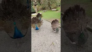 peacock mating dance i think