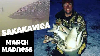 Sakakawea March Madness - Walleye, Pike, Whitefish, Cisco.  Ice Fishing Tips and Underwater Footage.