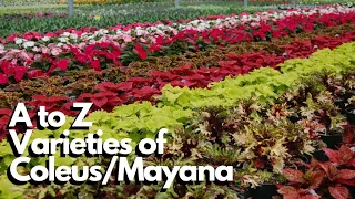 A to Z - Varieties of #Coleus / #Mayana