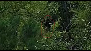 Several Bigfoot Like Creatures Captured on Camera at Different Sasquatch Sighting Hotspots