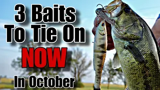 Top 3 Baits for October