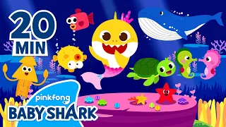 Baby Shark and more | Baby Shark and friends | +Compilation | Baby Shark Official