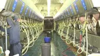 White Gold Dairy Magnum Liner - White Gold Dairy, Wisconsin (English)