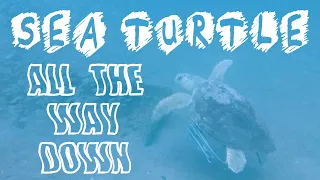 Destin Spearfishing and Sea Turtle Encounter