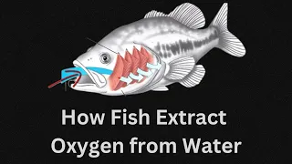 How Fish Extract Oxygen from Water: A Fascinating Process