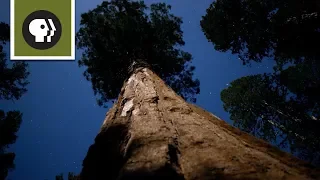 Sequoia Fun Facts