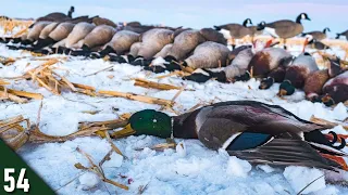 This Field Was LOADED! (Limited Out) | Field Hunting MALLARDS and GEESE
