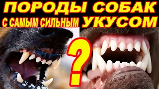 23 Породы Собак с Самым Сильным Укусом