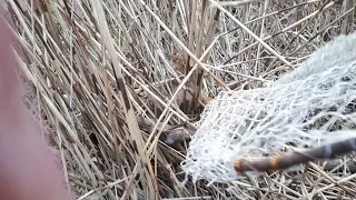 Поймали шакала в капкан