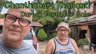 Escaping the Rat Race: Invest in a Thai Durian Farm