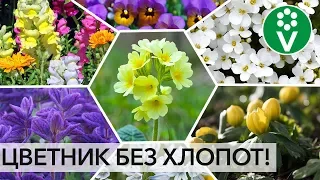 ПОСЕЙТЕ РАЗ И НА ВСЮ ЖИЗНЬ! Лучшие цветы, которые размножаются сами!