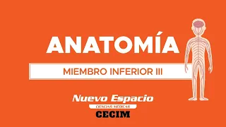 PARALELO DE ANATOMÍA: MIEMBRO INFERIOR III