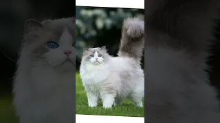 Милые котики🐱