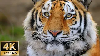 Siberian Tiger Moments for Relaxation – 4K Wildlife Stock Footage