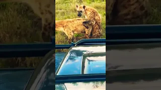 HYENAS MATING😱 Amazing-#shorts #hyena #mating #amazing