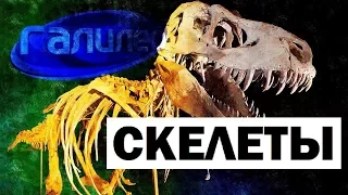 Галилео. Скелеты ☠ Skeleton