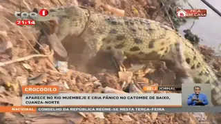 Crocodilo - Capturado e devolvido ao rio Lucala 2 no Cuanza-Norte