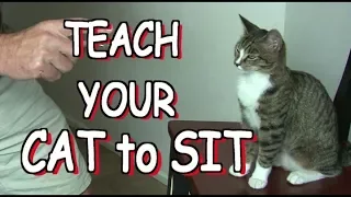 How to teach your cat to SIT