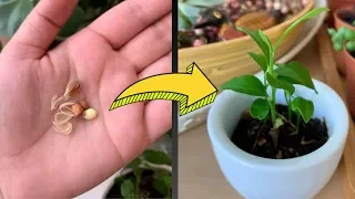 #7 How to grow lemon seeds | Don't throw away lemon seeds