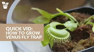 Venus Fly Trap Care | Dionaea muscipula | Carnivorous Plant Tips