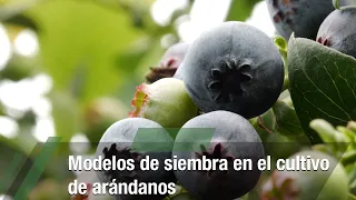 Modelos de siembra en el cultivo de arándanos - TvAgro por Juan Gonzalo Angel Restrepo