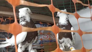 Кызыл тоши паровка андижанские голуби
