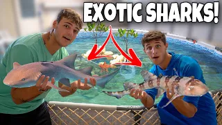 RESCUING BIG SHARKS For My SALTWATER POND!!