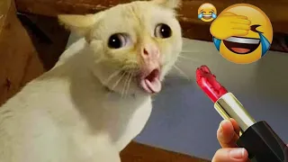😹 Funniest Cats and Dogs Videos 😻🐱 Best Funniest Catss Video 2024 🐕❤️