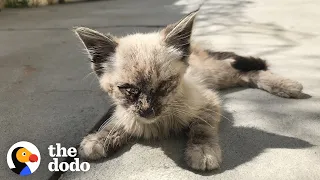 Stray Cat Completely Transforms In Her New Home | The Dodo