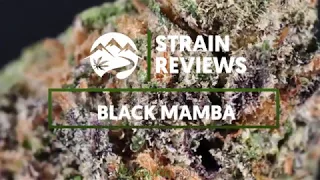 Strain Profile: Black Mamba