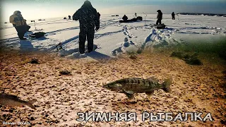 ПОЙМАЛИ ТРОФЕЙ! Ловля Судака в базаре. Огромный берш на Виб. Зимняя рыбалка 2024. река Волга.