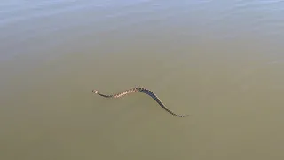 Giant Rattlesnake swimming Lake Eufaula Oklahoma Nov 15 2018